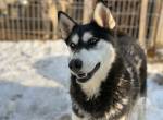 Freyja- ich bin eine mega hübsche Husky-Mix-Hündin mit einem besonderen Wesen