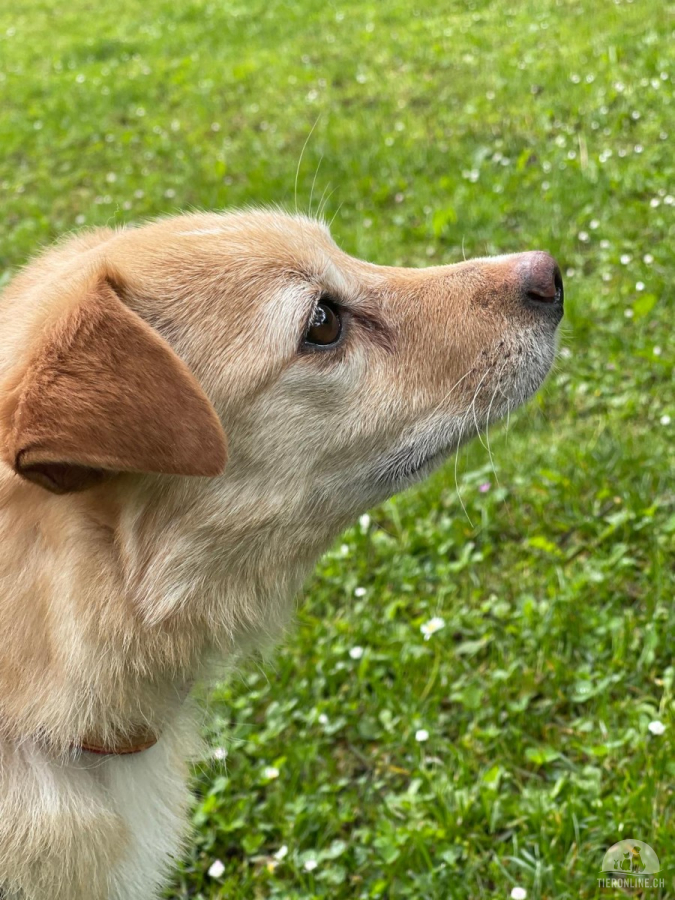 Hunde Ausland