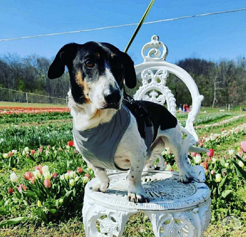 Hunde Ausland