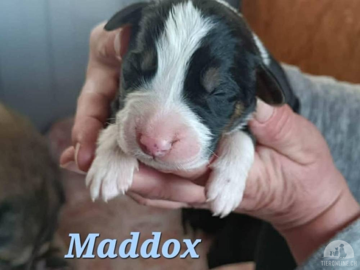 5357_imageye___-_imgi_8_maddox_2026_04_25_1_thumb_copy_2