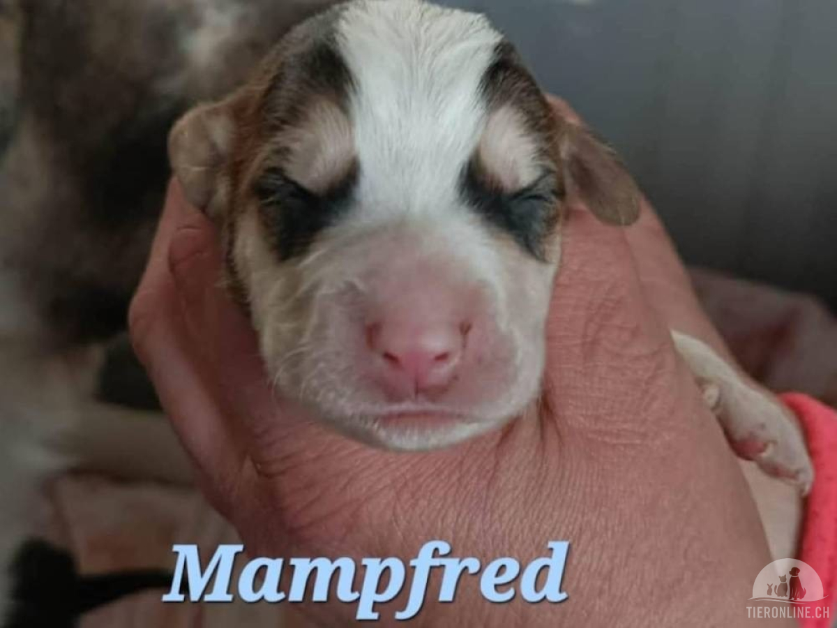 5358_imageye___-_imgi_9_mampfred_2026_04_25_1_thumb_copy_2
