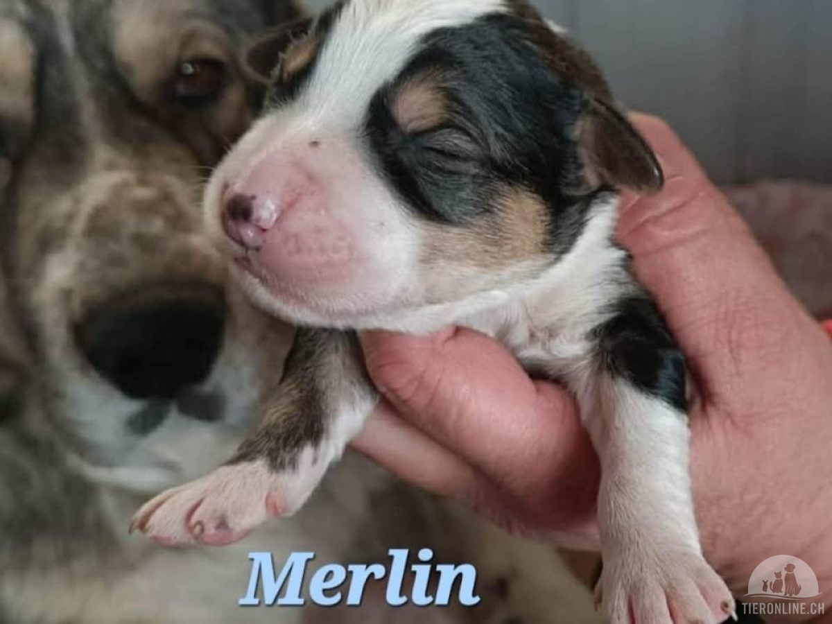 5360_imageye___-_imgi_8_merlin_2026_04_25_1_thumb_copy_2
