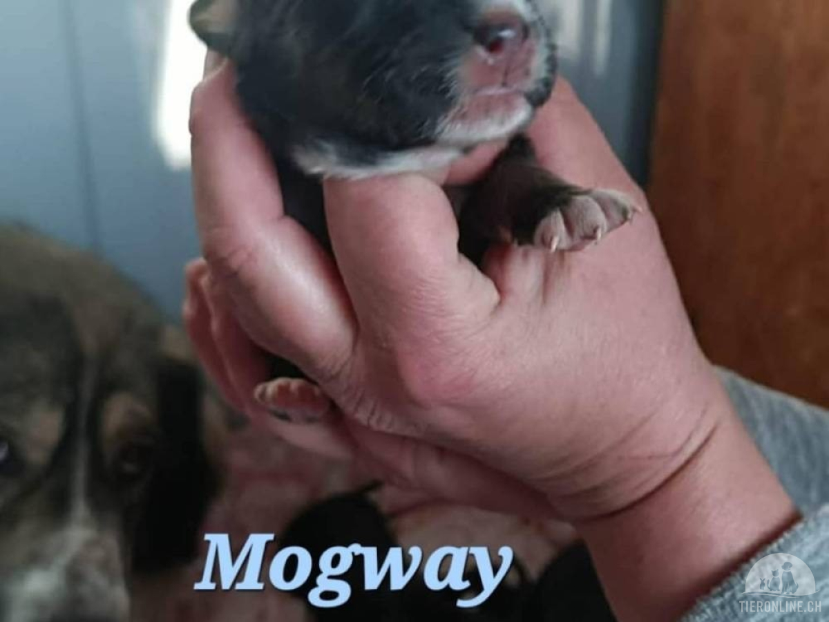 5361_imageye___-_imgi_8_mogway_2026_04_25_1_thumb_copy_2