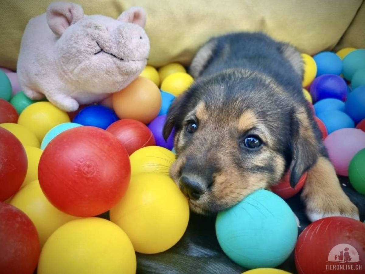 Hunde Ausland