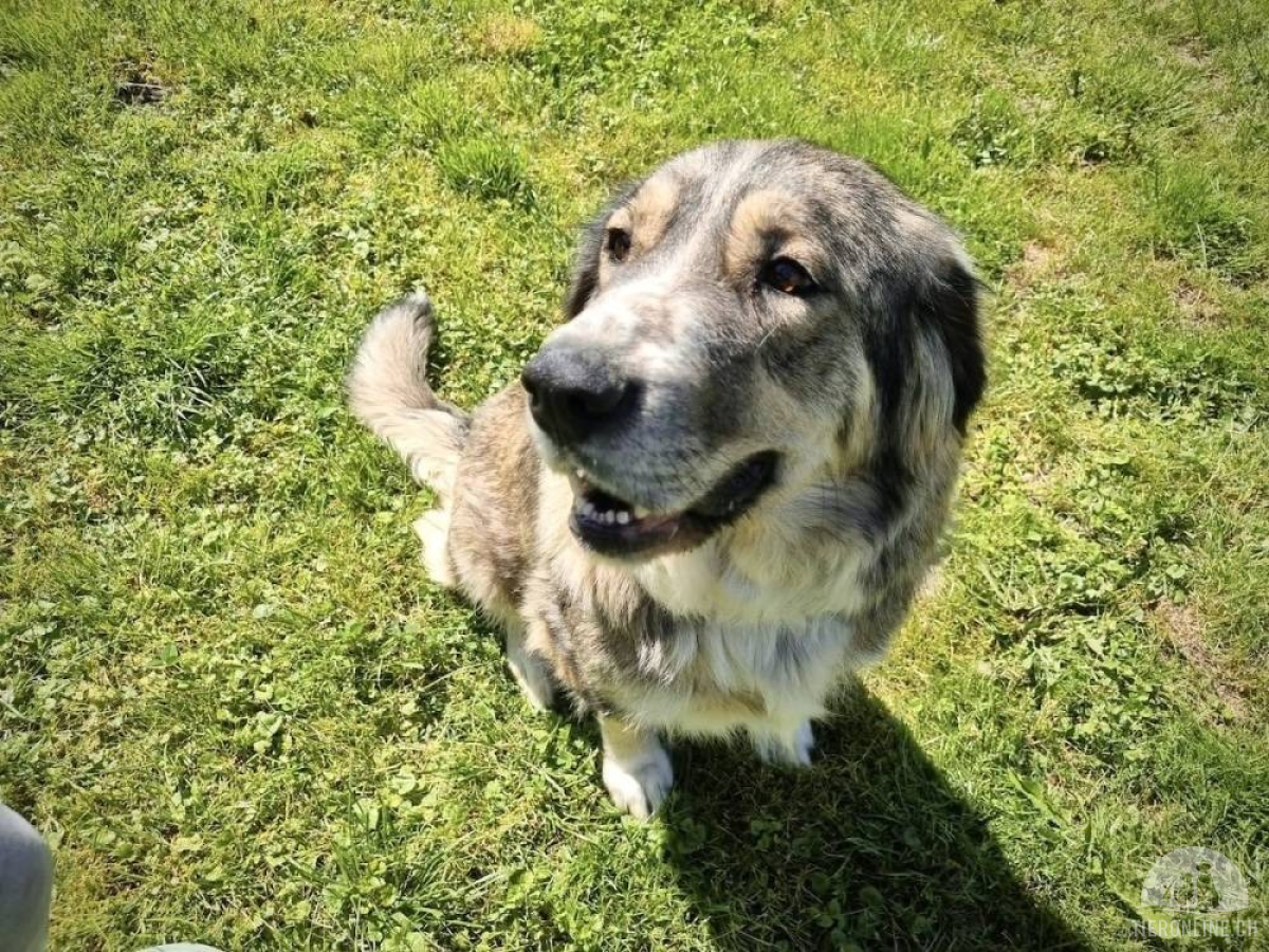 Hunde Ausland
