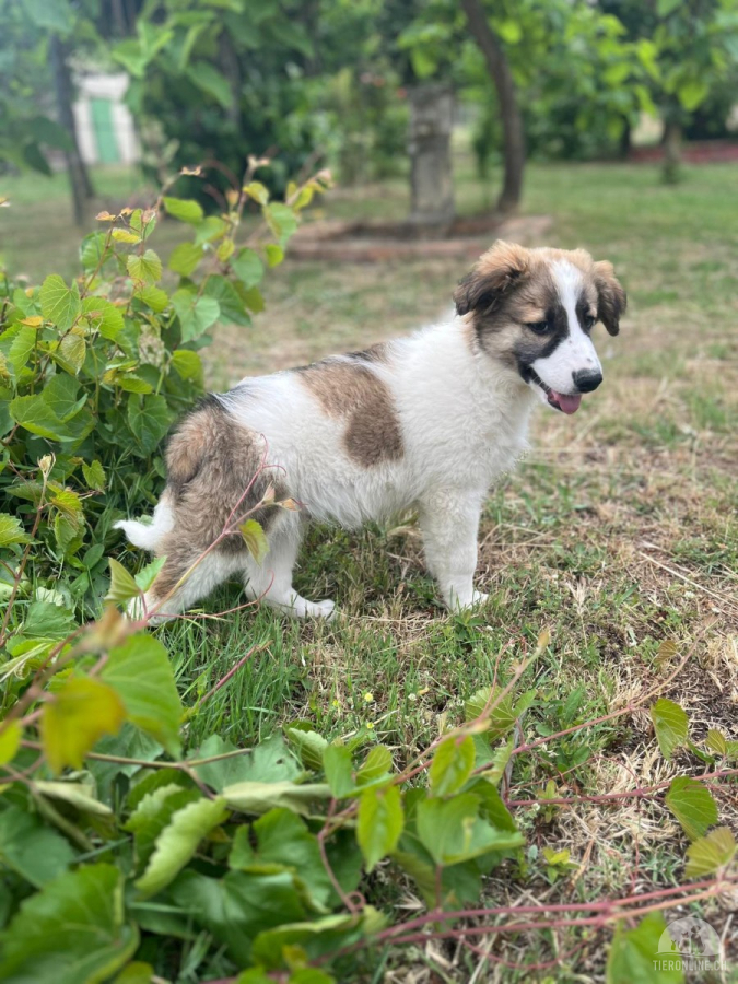 Hunde Schweiz