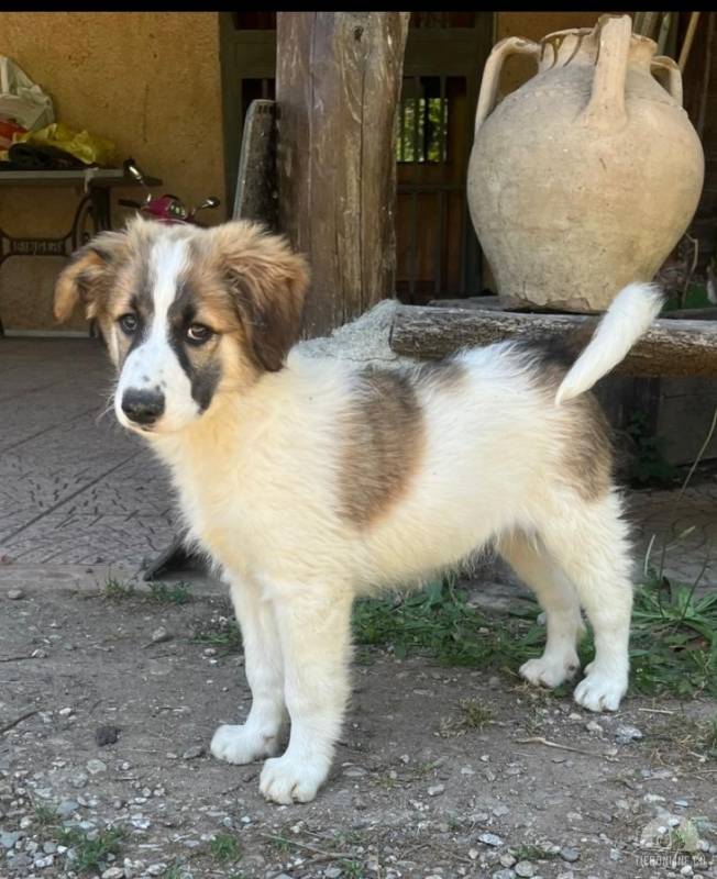 Benji