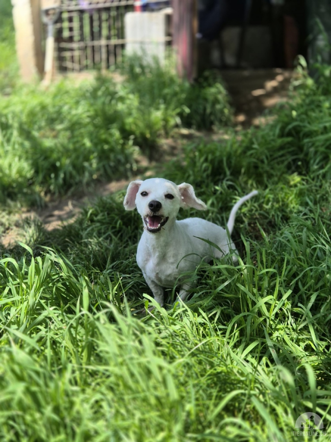 Hunde Ausland