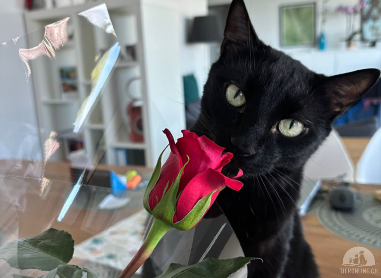 Katzen Schweiz