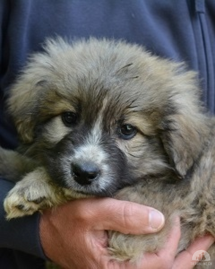 Hunde Ausland