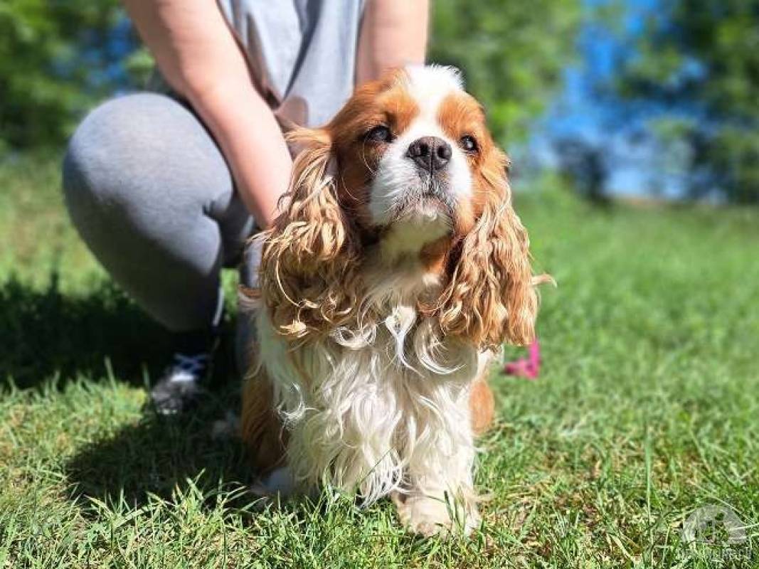 GERALD, wundervoller Rüde, ca. 2 Jahre, 10,6kg