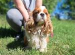 GERALD, wundervoller Rüde, ca. 2 Jahre, 10,6kg