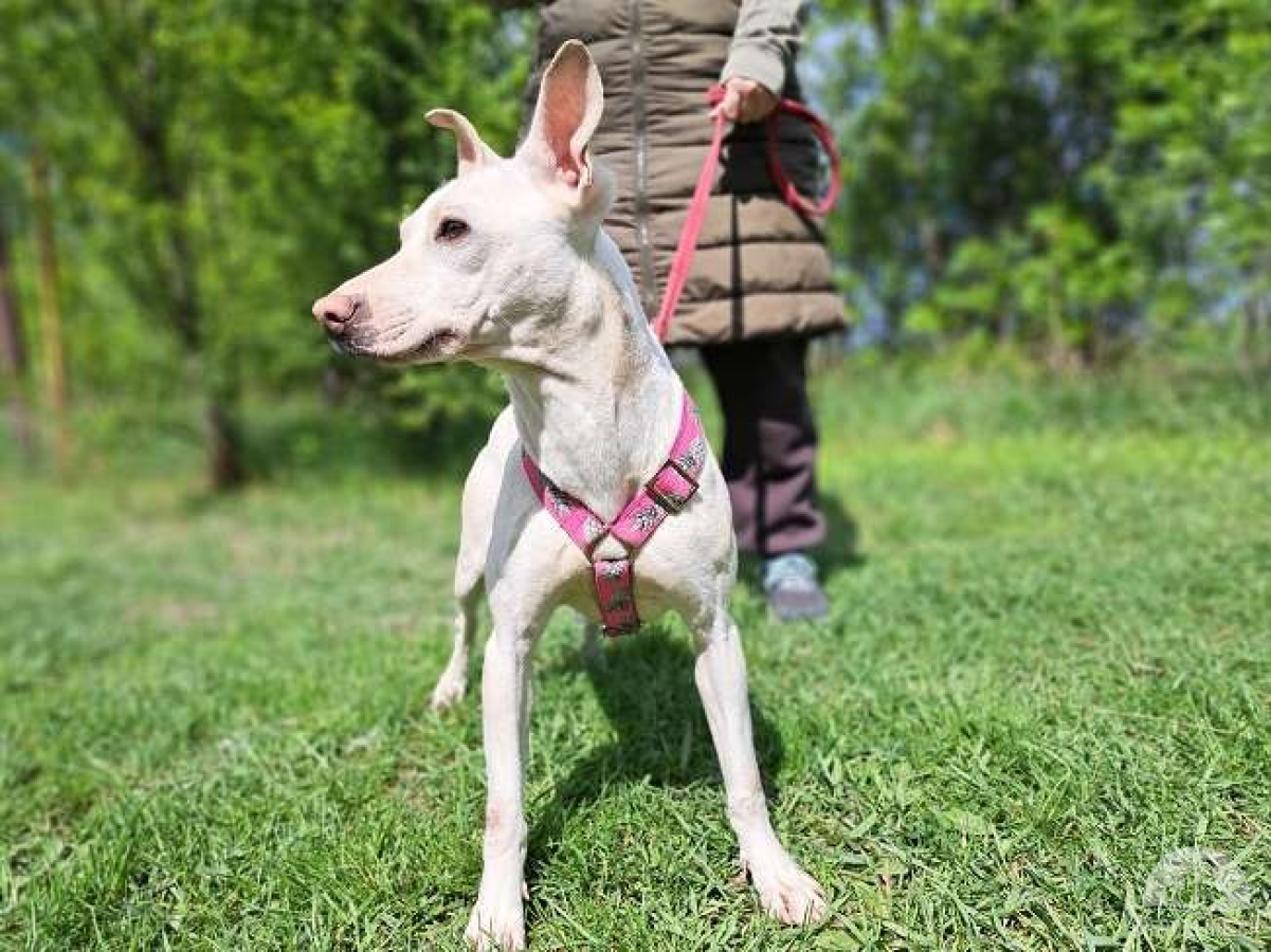 Hunde Ausland