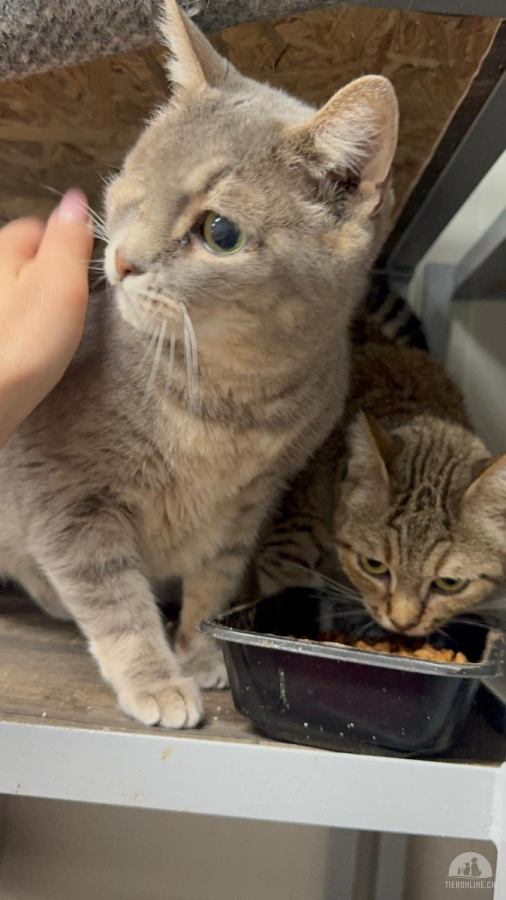 Katzen Ausland