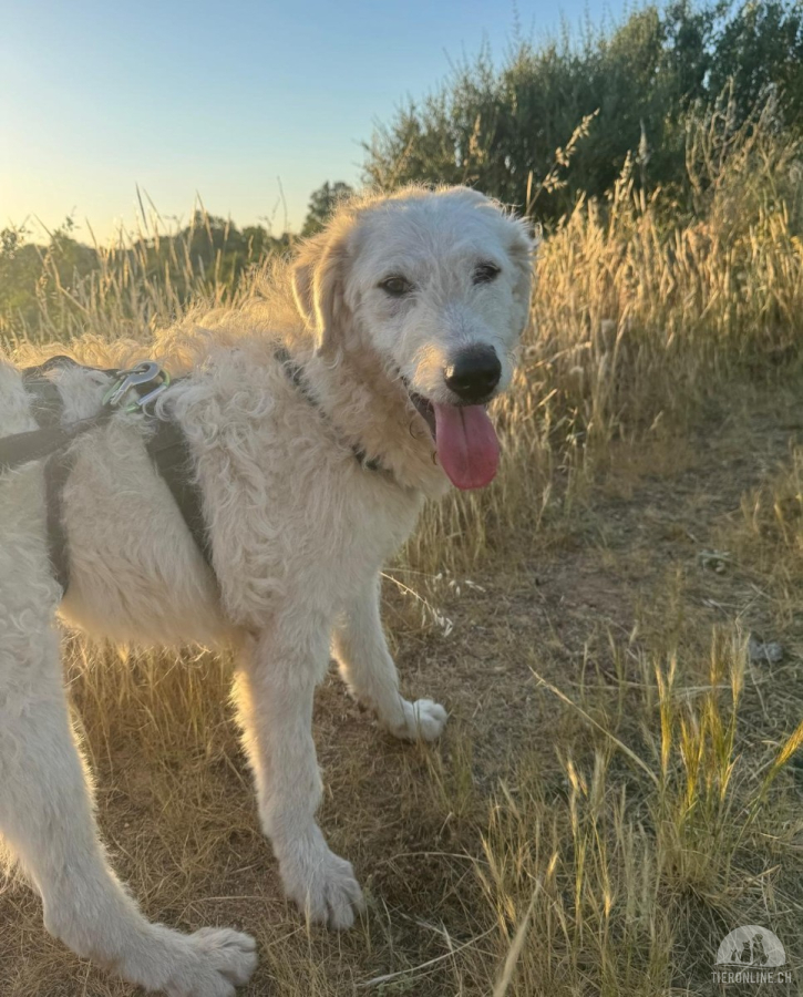 Hunde Ausland