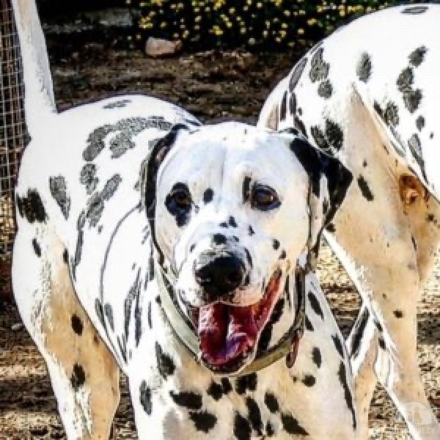 Hunde Ausland