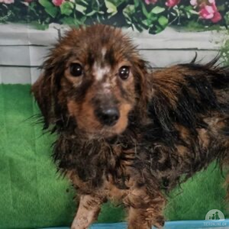 Hunde Ausland