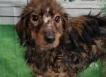Tucker - liebenswerter kleiner Hundebub