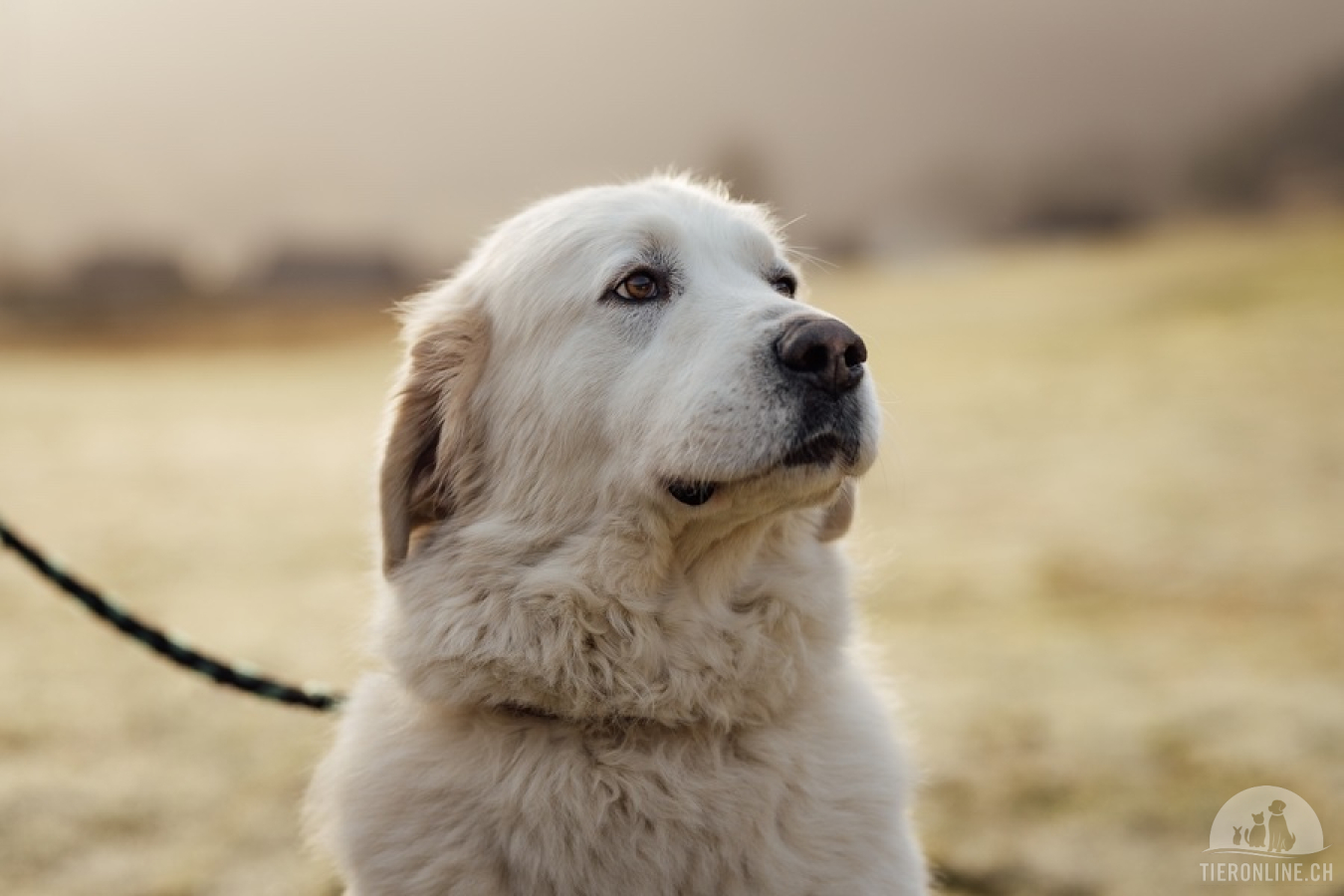 Hunde Schweiz