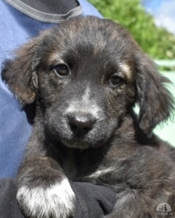 Hunde Ausland