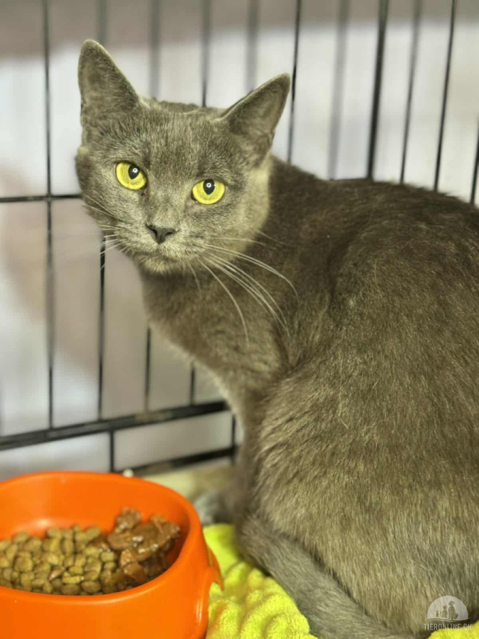 Katzen Ausland