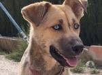 SAMIRA – zarte Schmusehündin sucht liebevolles Zuhause