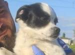 Peppino -Ein süßer Schatz wartet auf sein Zuhause