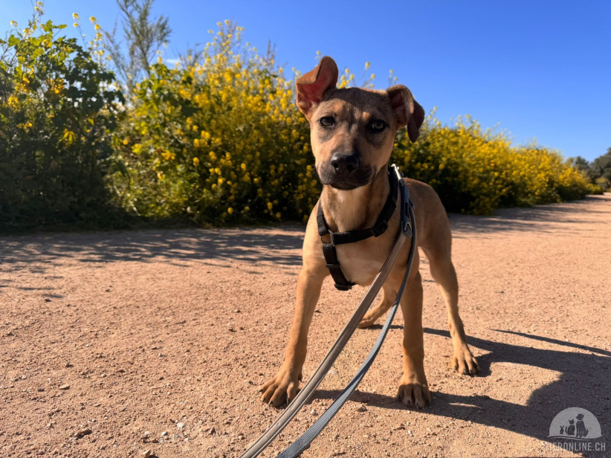 Hunde Ausland