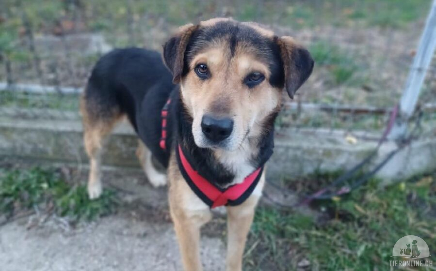 Hunde Ausland