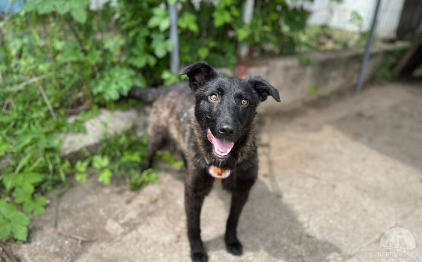 Hunde Ausland