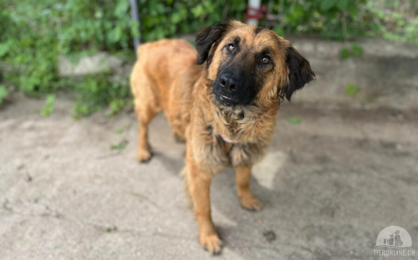Hunde Ausland