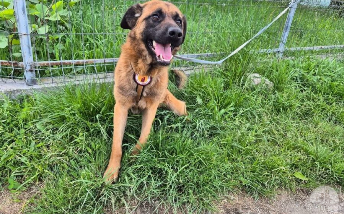 Hunde Ausland
