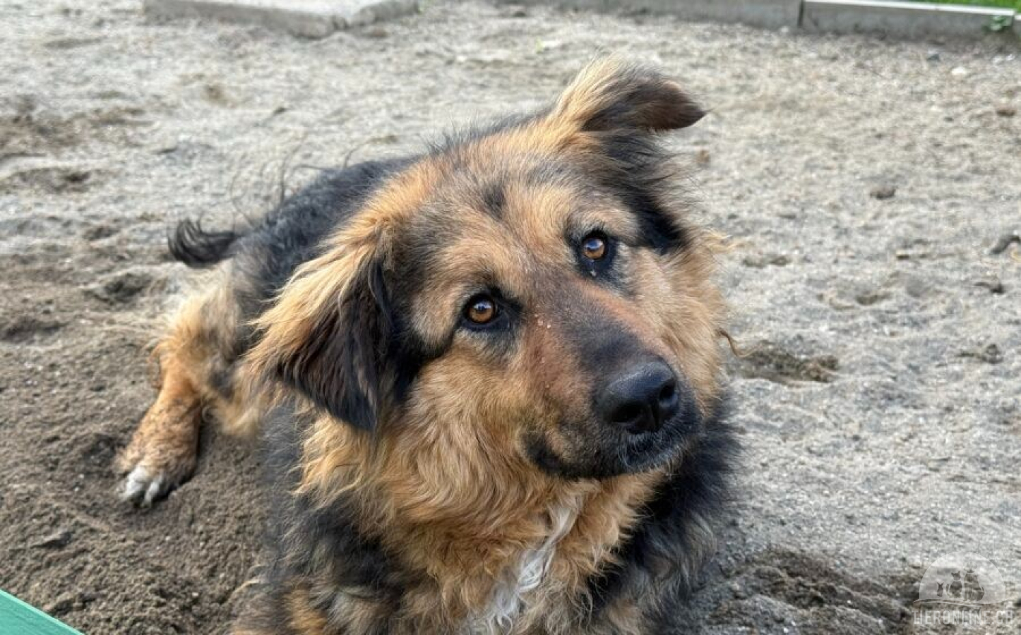 Hunde Ausland
