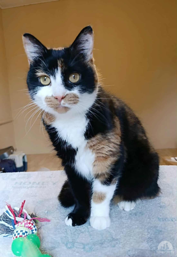Katzen Ausland
