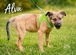 Alva - jung, freundlich und bereit fürs Leben