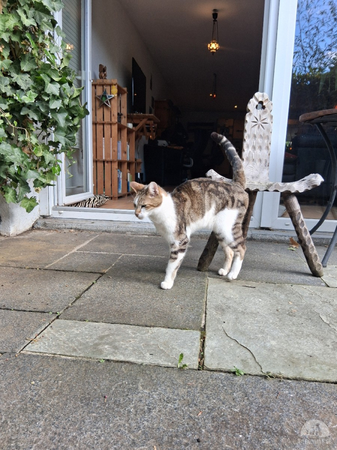 Katzen Schweiz
