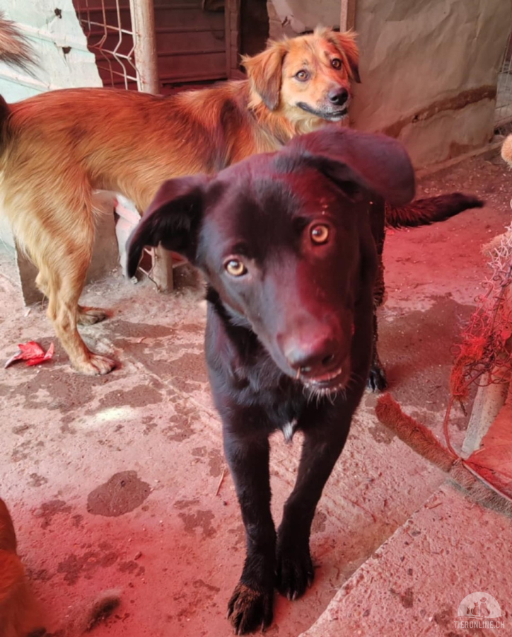 Hunde Ausland