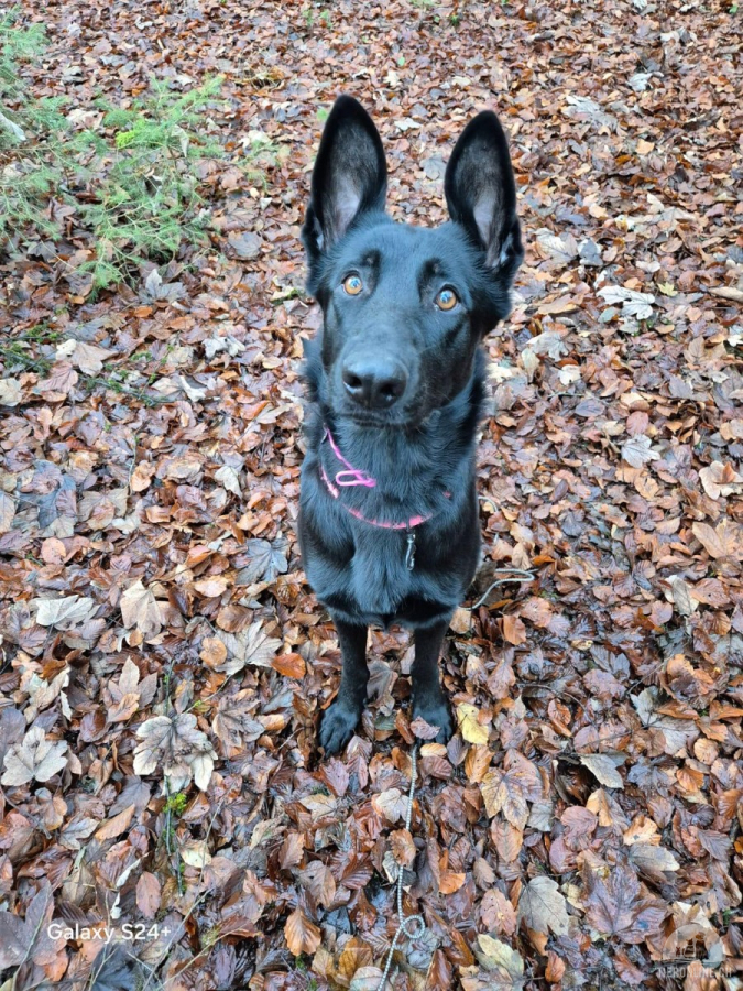 Hunde Schweiz