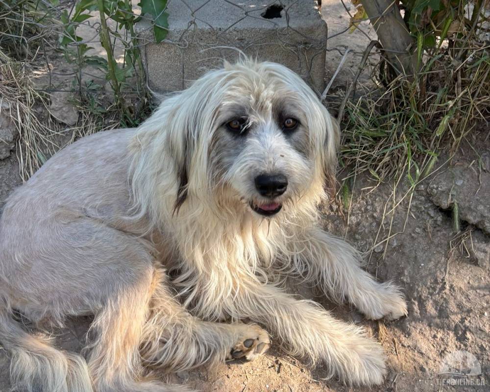Bella - liebevolle Hündin sucht warmes Zuhause