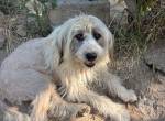Bella - liebevolle Hündin sucht warmes Zuhause 