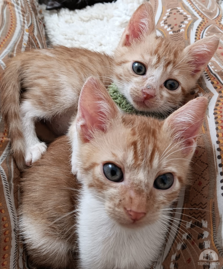 Katzen Ausland