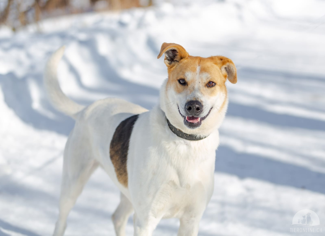 Hunde Schweiz