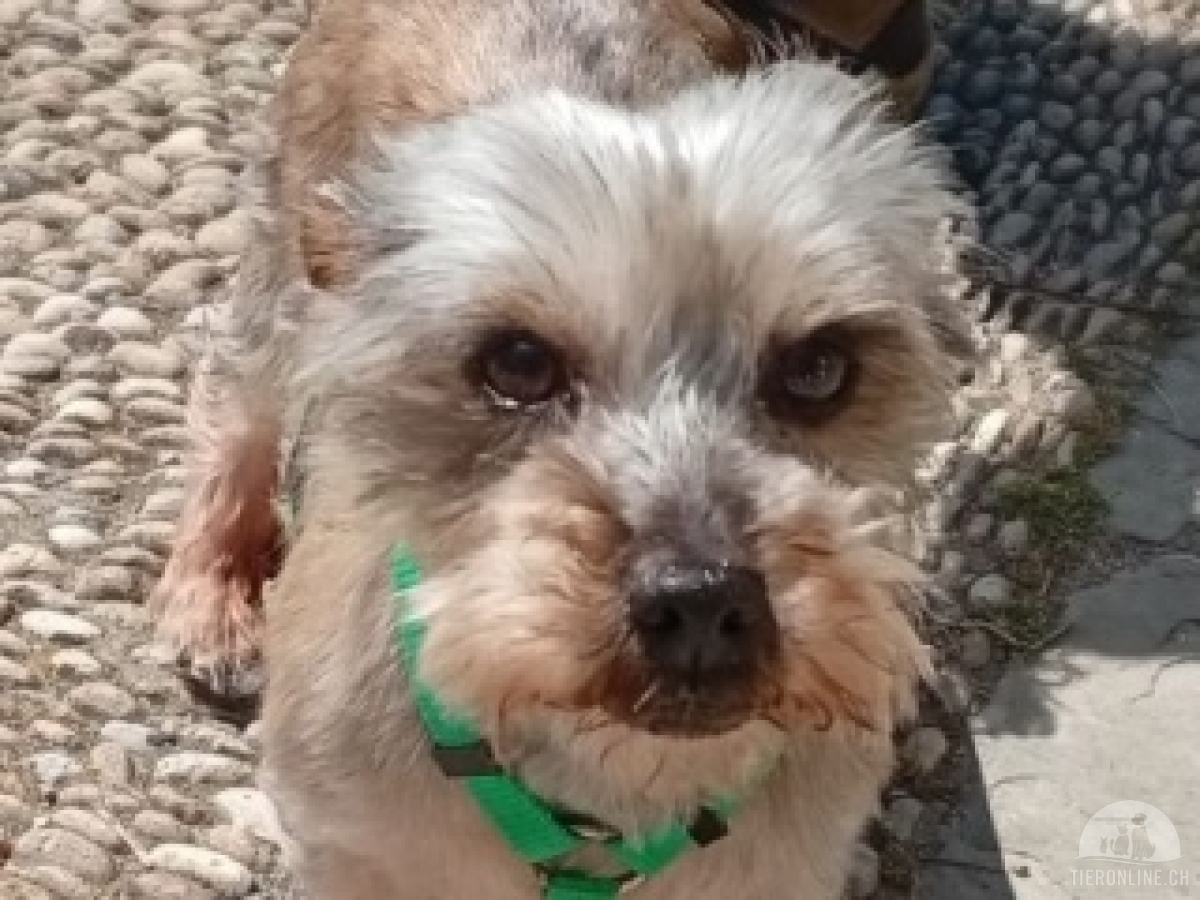 Hunde Ausland