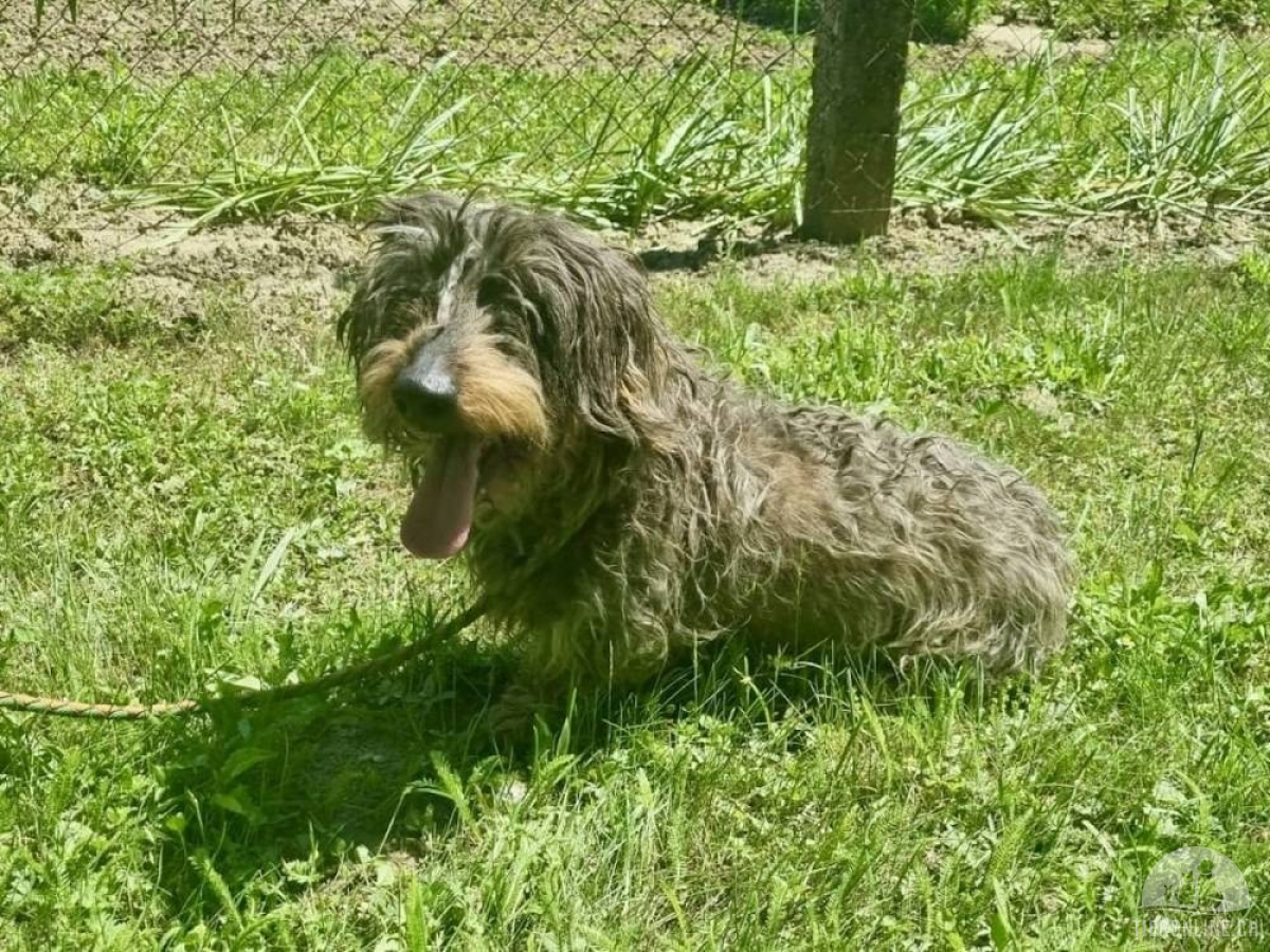 Hunde Ausland