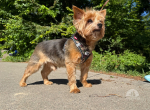 Ältere Tiere die ein Zuhause suchen