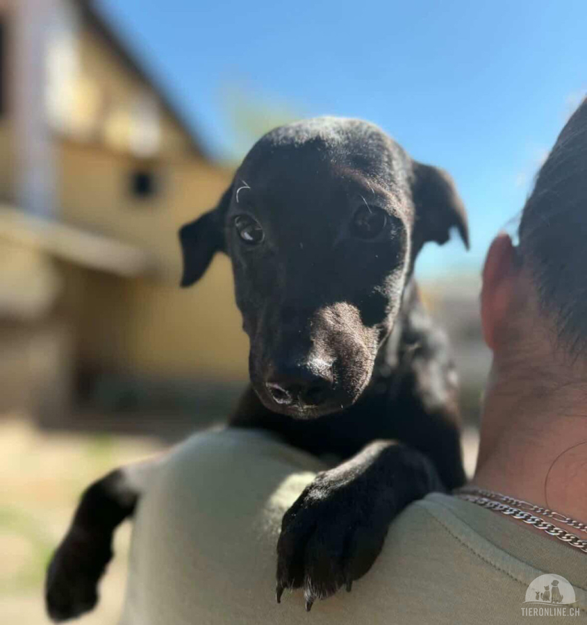 Hunde Ausland
