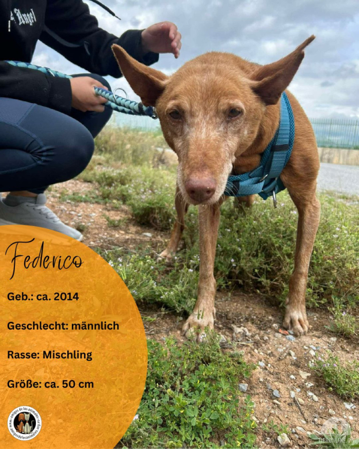 Hunde Ausland