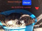 Der kleine Oscar sucht seine Familie