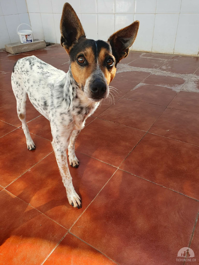 Hunde Ausland