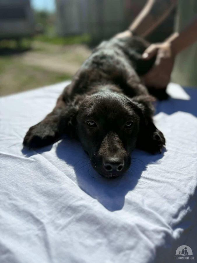 Hunde Ausland